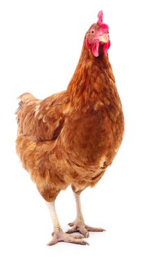 izole kahverengi tavuk.