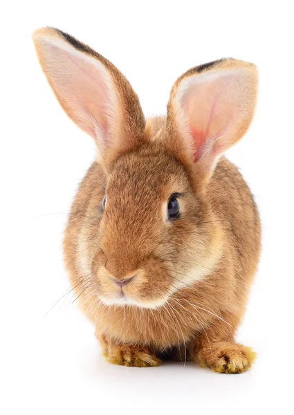 Braunes Kaninchen auf weiß. — Stockfoto