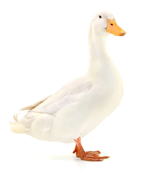 Duck on white. — Stockfoto