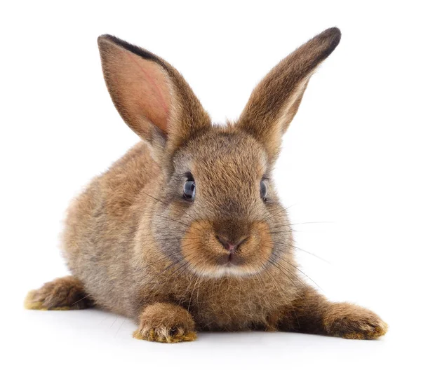 Conejo marrón sobre blanco . Fotos De Stock