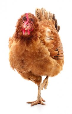 izole kahverengi tavuk.