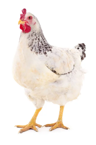 White hen isolated. — Stock Photo, Image