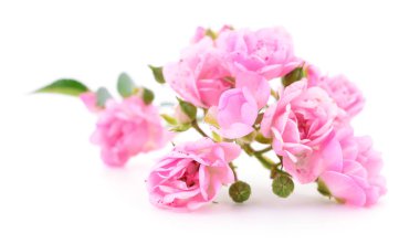 Güzel pembe güller.