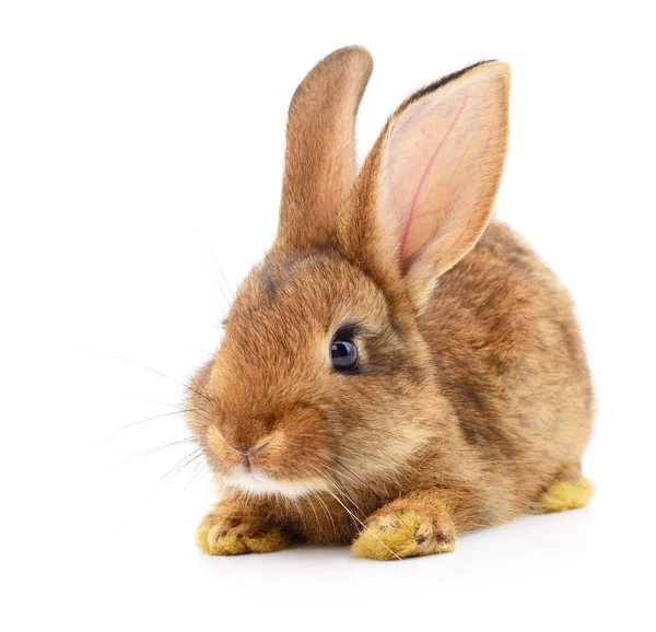 Braunes Kaninchen auf weiß. — Stockfoto