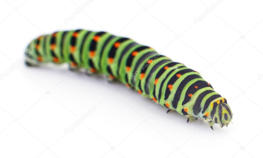 small caterpillar isolated