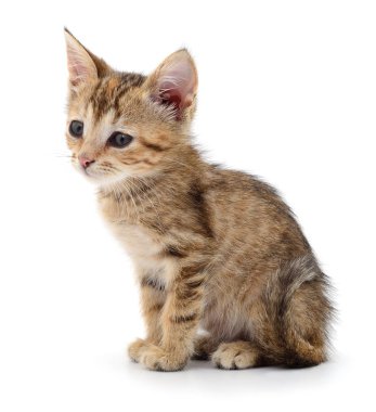 Küçük kahverengi yavru kedi.