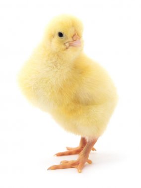 küçük sarı tavuk. 