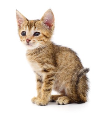 Küçük kahverengi yavru kedi.