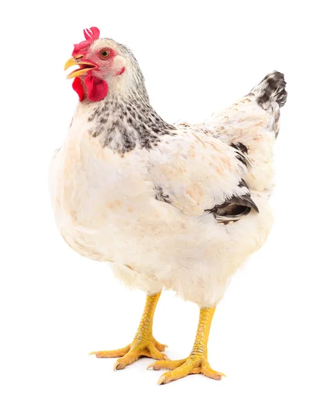 White hen isolated. — Stock Photo, Image