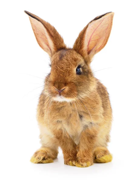 Conejo marrón sobre blanco . —  Fotos de Stock