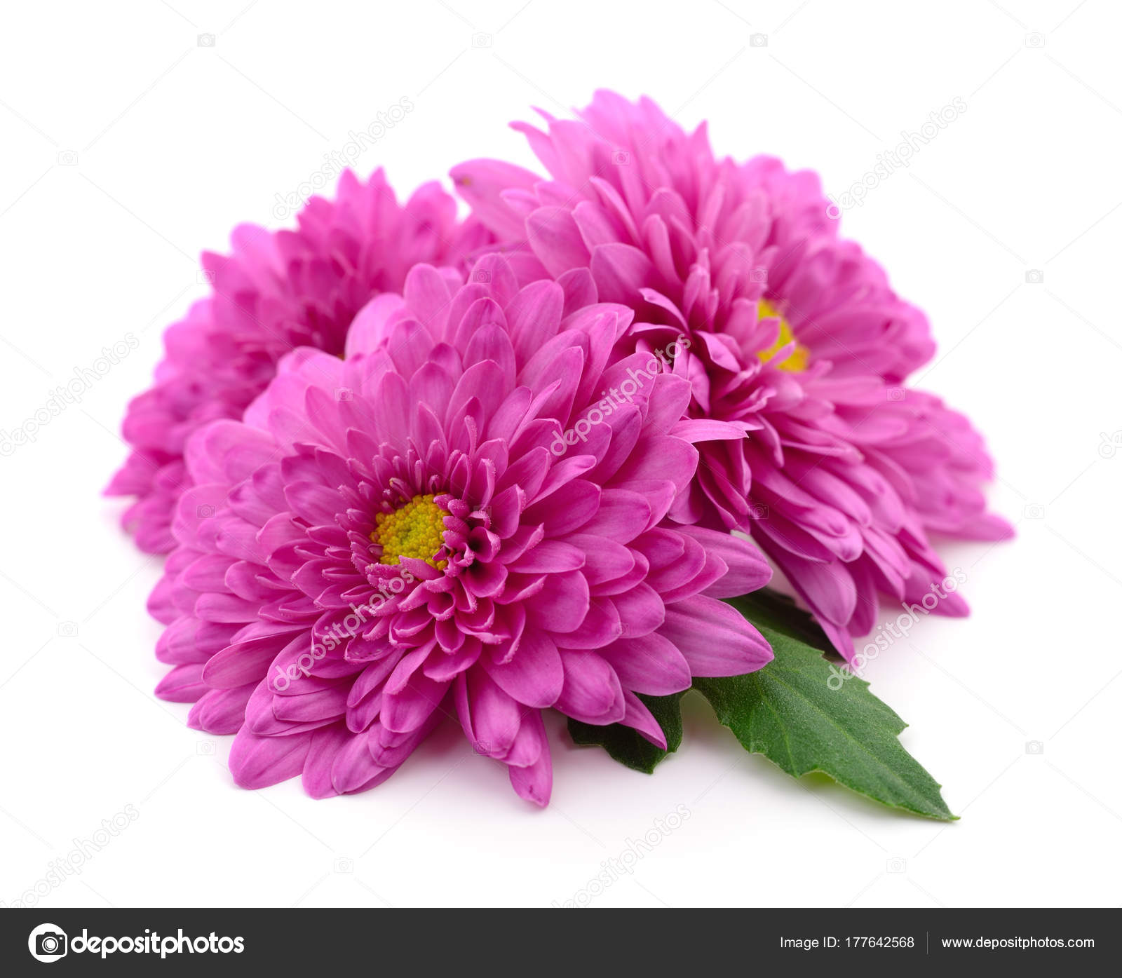 Crisantemo fotos de stock, imágenes de Crisantemo sin royalties |  Depositphotos