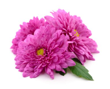 Chrysanthemums on white. clipart