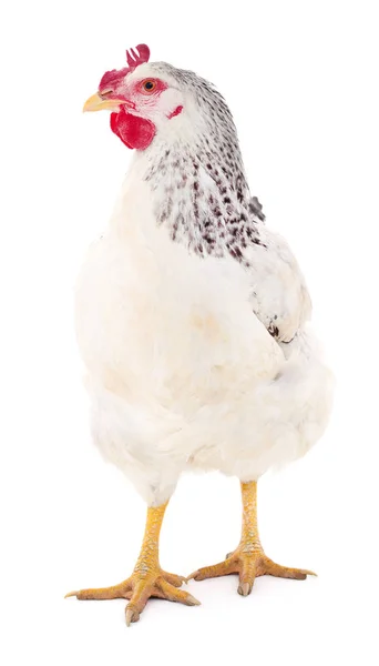 White hen isolated. — Stock Photo, Image