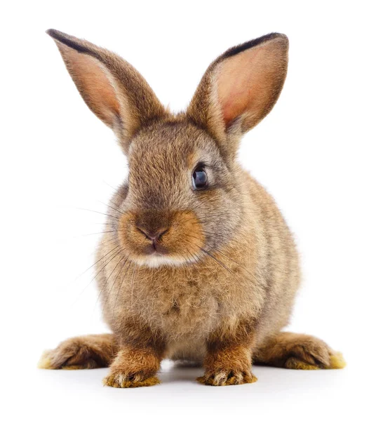 Conejo marrón sobre blanco . —  Fotos de Stock