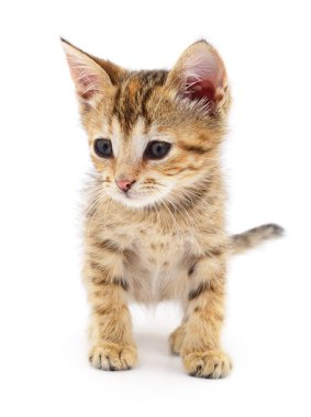 Küçük kahverengi yavru kedi.