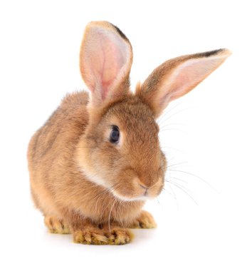 Kahverengi beyaz tavşan.