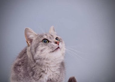 küçük gri kedicik.