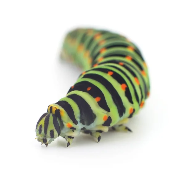 Små caterpillar isolerade — Stockfoto
