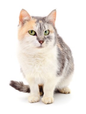 Beyaz arka plandaki kedi