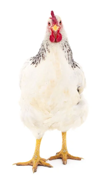 Gallina blanca aislada . — Foto de Stock