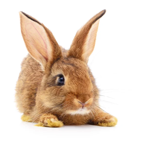 Conejo marrón sobre blanco . — Foto de Stock