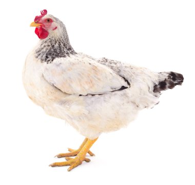 Beyaz tavuk izole.
