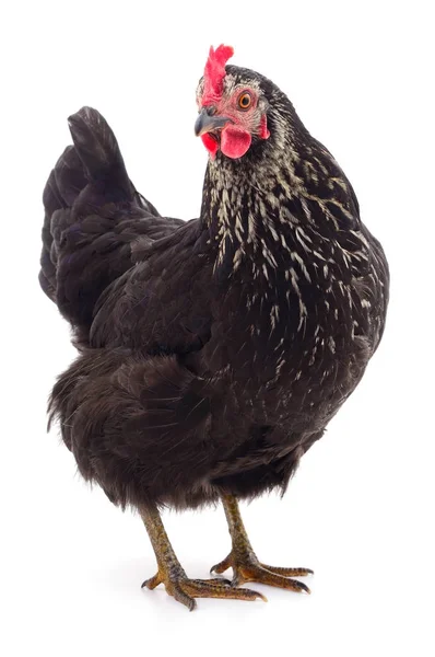 Gallina negra aislada . — Foto de Stock