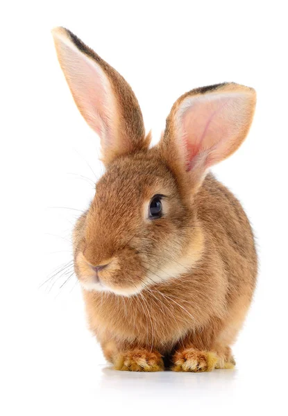 Coniglio marrone su bianco . — Foto Stock