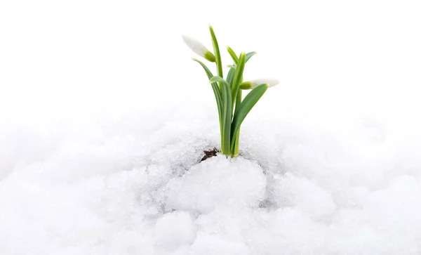 Schneeglöckchen und Schnee. — Stockfoto