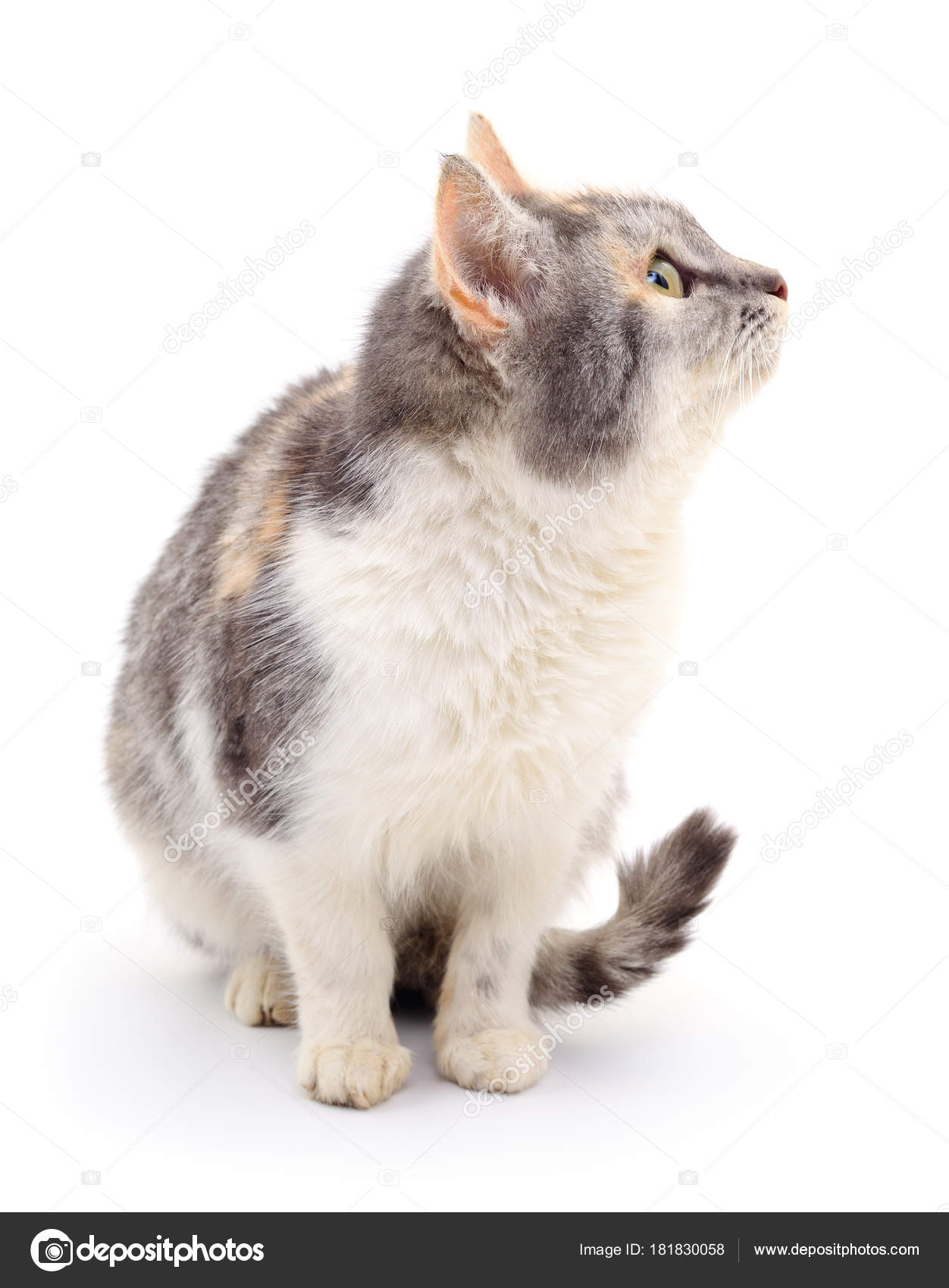 Chat Gris Foncé Photographie Olhastock 181830058