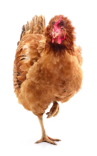 Gallina marrón aislada . — Foto de Stock