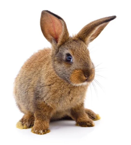 Conejo marrón sobre blanco . — Foto de Stock