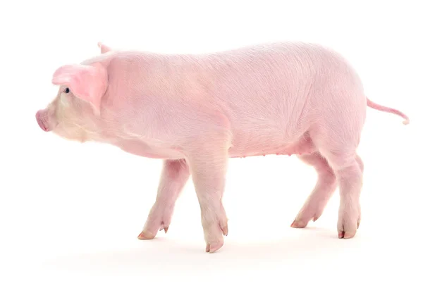 Pig on white. — Stock Photo, Image