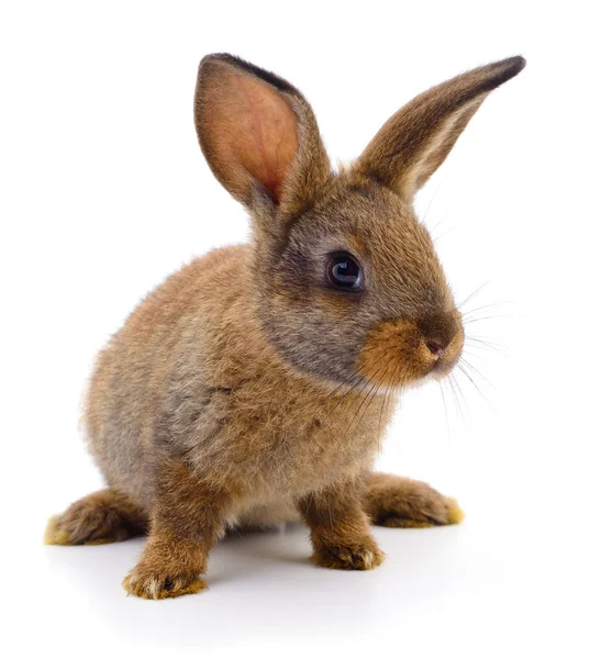 Conejo marrón sobre blanco . — Foto de Stock