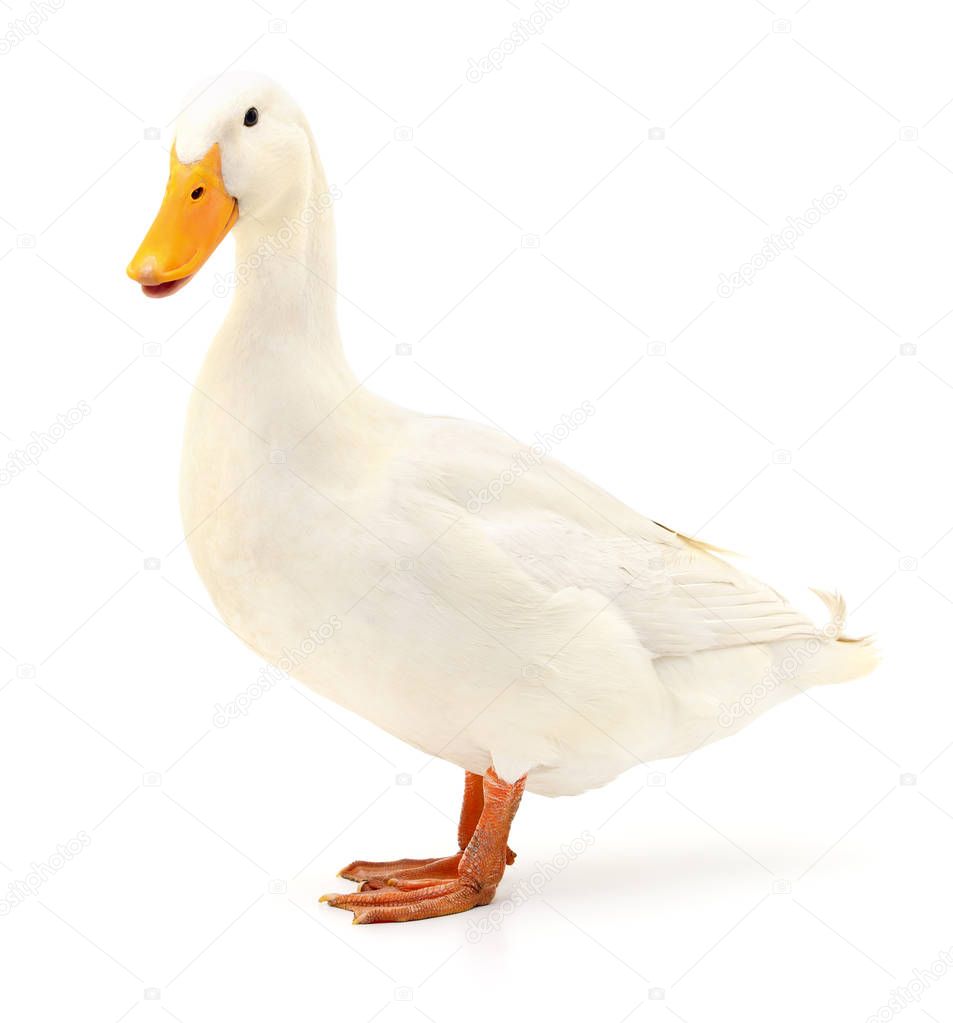 Duck on white.