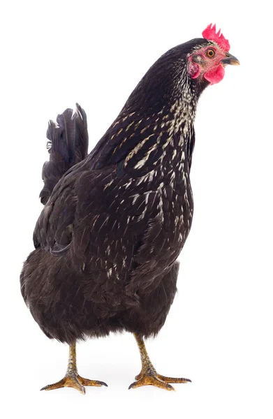 Poule noire isolée . — Photo