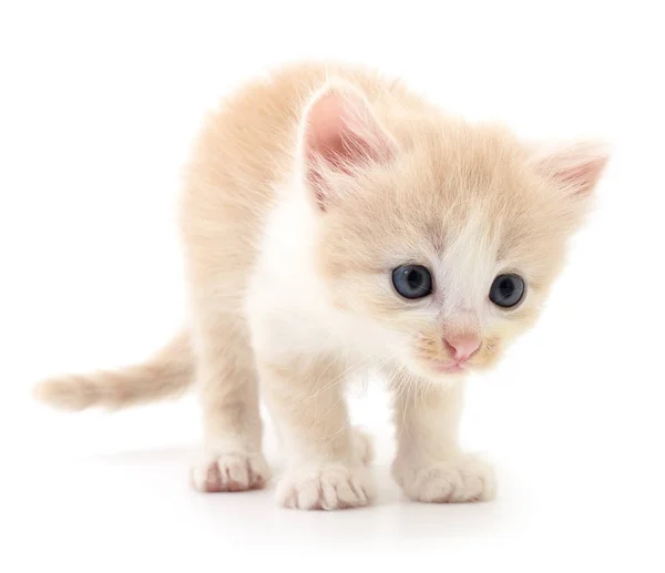 Pequeno gatinho marrom . — Fotografia de Stock