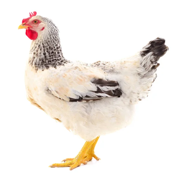 Gallina blanca aislada . — Foto de Stock