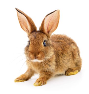 Kahverengi beyaz tavşan.