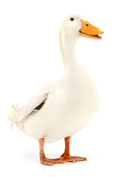 Ente auf Weiß. — Stockfoto