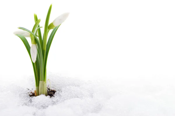 Schneeglöckchen und Schnee. — Stockfoto