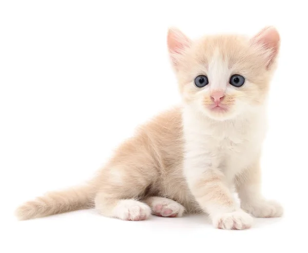 Piccolo gattino marrone . — Foto Stock