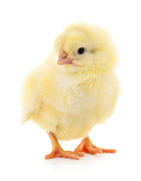 Petit poulet jaune . — Photo