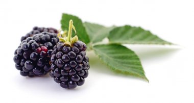 Taze böğürtlen closeup çekim. 