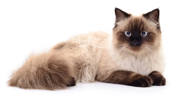 Chat Gris Fonce Photographie Olhastock C