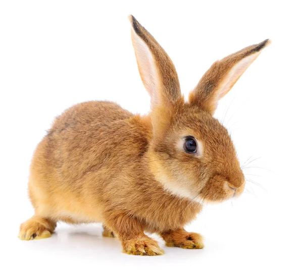 Brown rabbit on white. — Stock Photo, Image