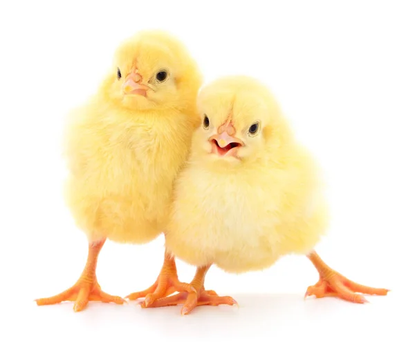 Dos pollos amarillos . — Foto de Stock