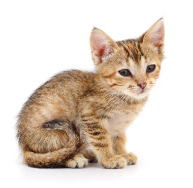 Küçük kahverengi yavru kedi.