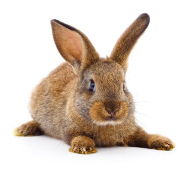 Kahverengi beyaz tavşan.