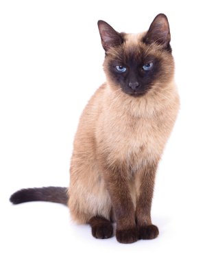 Küçük kahverengi yavru kedi.